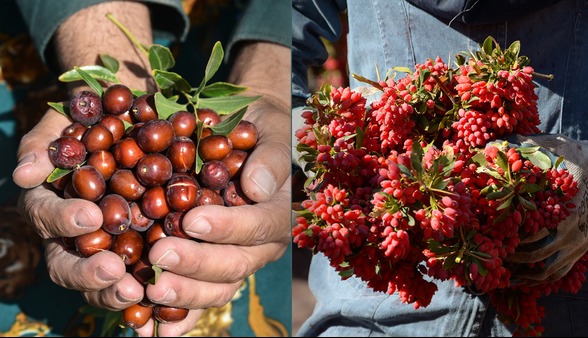 بورس زرشک و عناب در خراسان جنوبی در راه است | آخرین خبر