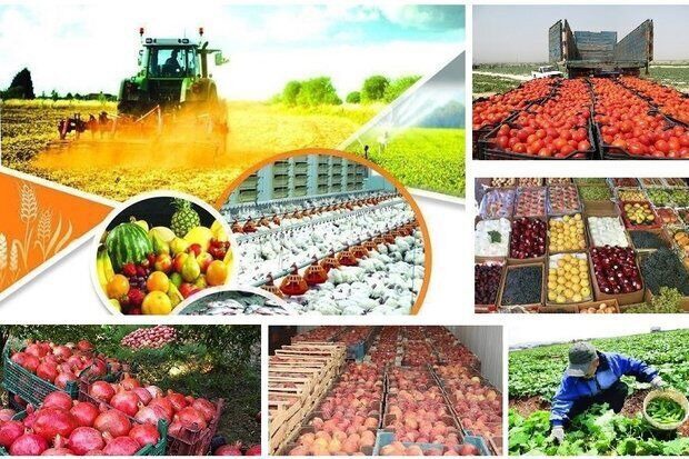 افزایش ۳۱ درصدی ارزش اقتصادی تولیدات کشاورزی خراسان رضوی