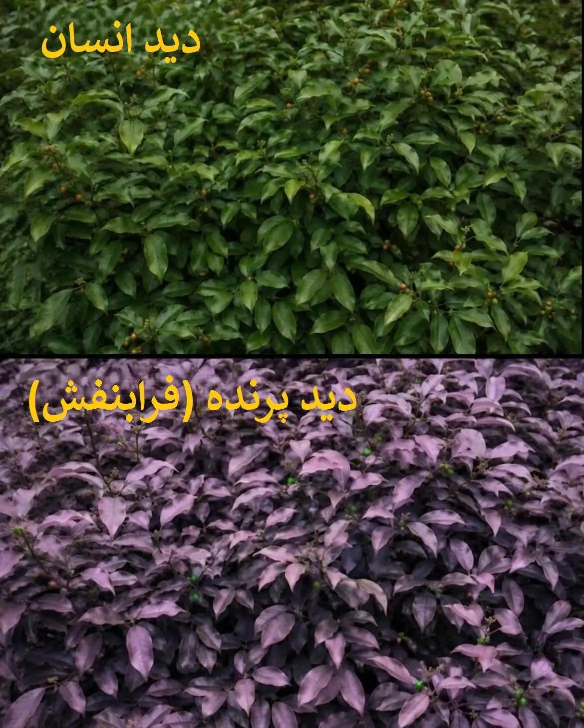 پیام خراسان