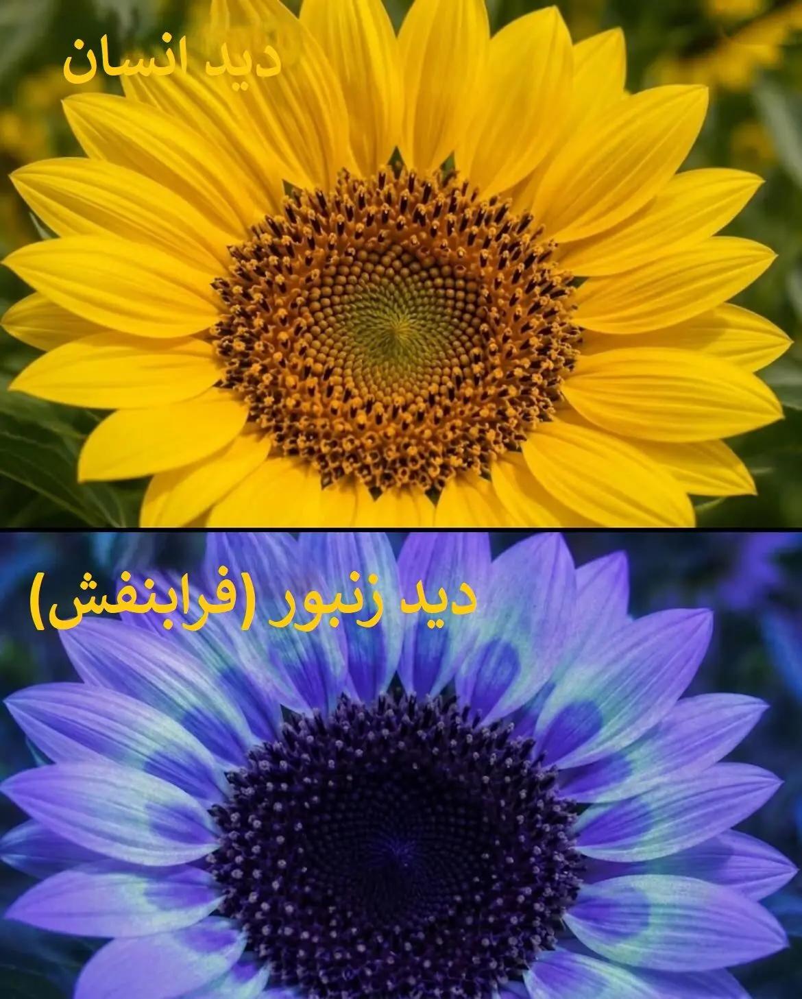 پیام خراسان