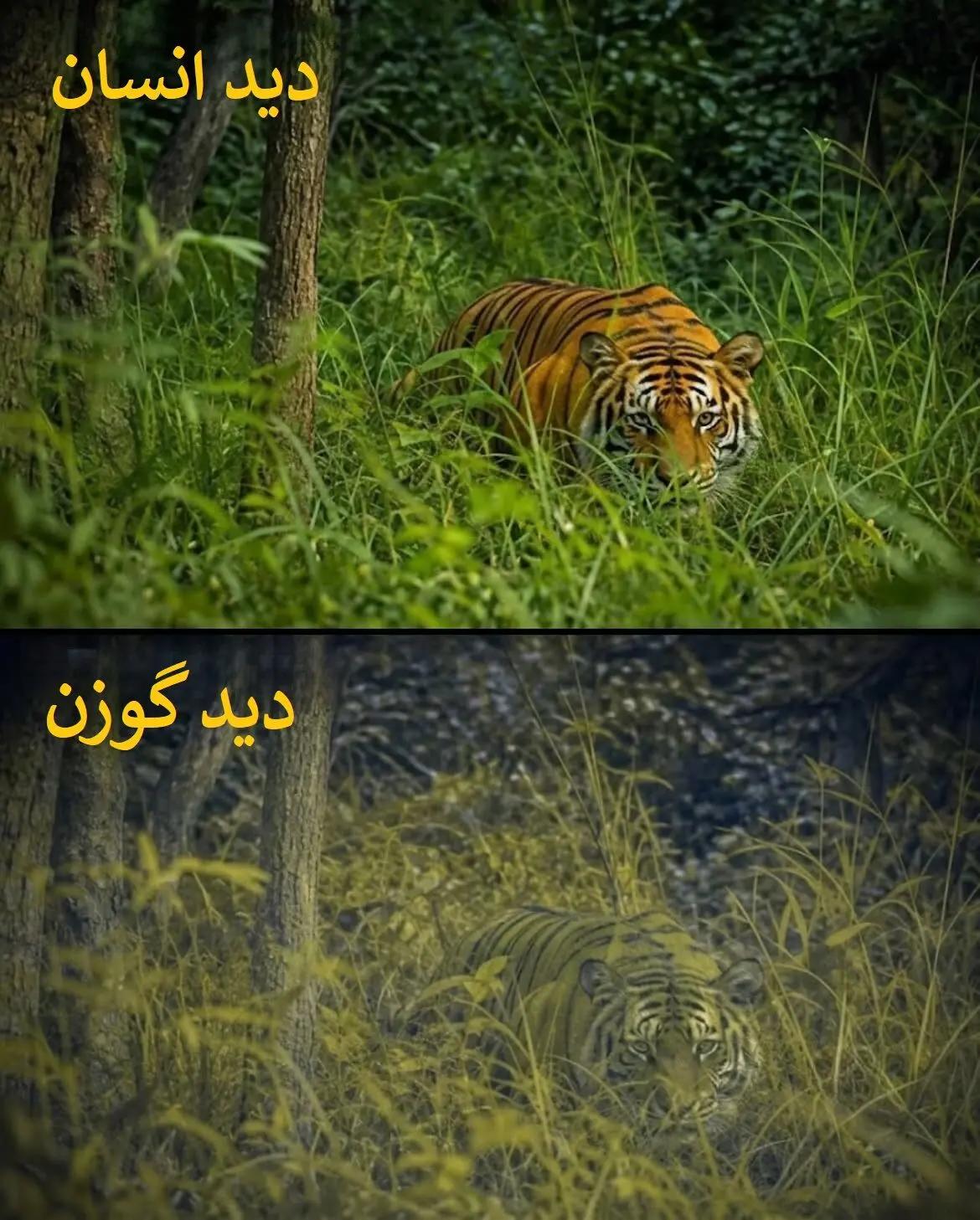 پیام خراسان