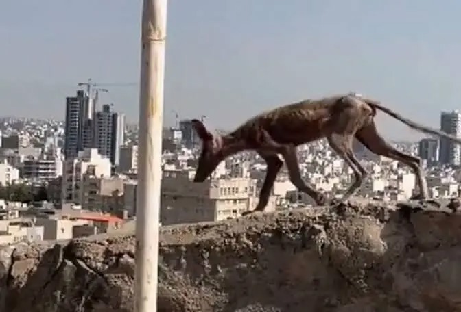 مشاهده یک حیوان عجیب در مشهد/ ویدئو