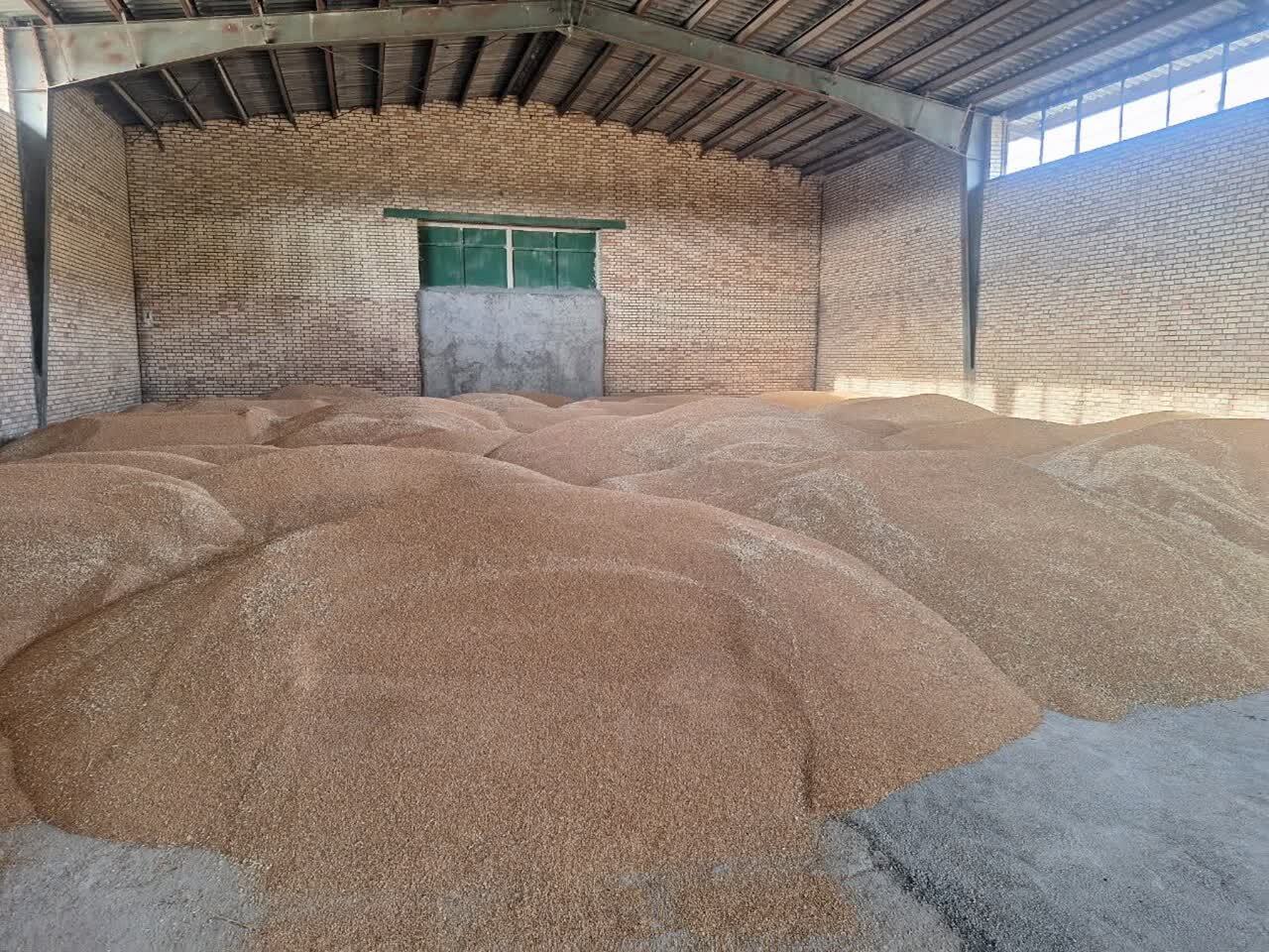 شبکه تعاون روستایی خراسان شمالی ۴۲ هزار تن گندم خرید