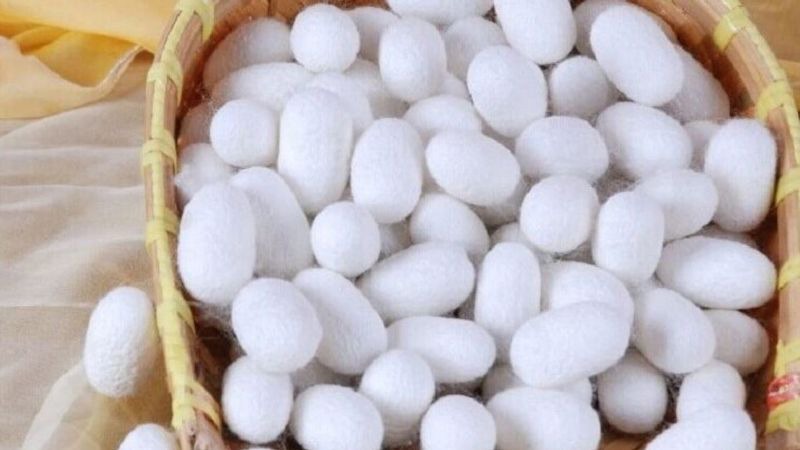 توزیع پاییزه تخم نوغان در خراسان رضوی
