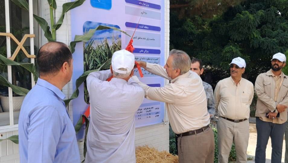 رونمایی از ارقام جدید بذر ذرت و سورگوم در جوین خراسان رضوی
