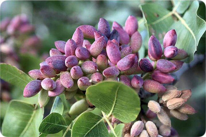 پیش بینی برداشت ۳۲۵ تن پسته از باغات لرستان