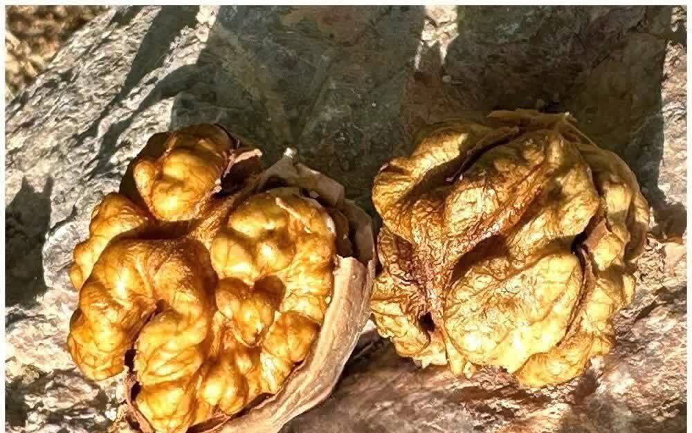 آغاز برداشت گردو از باغ‌های خراسان جنوبی