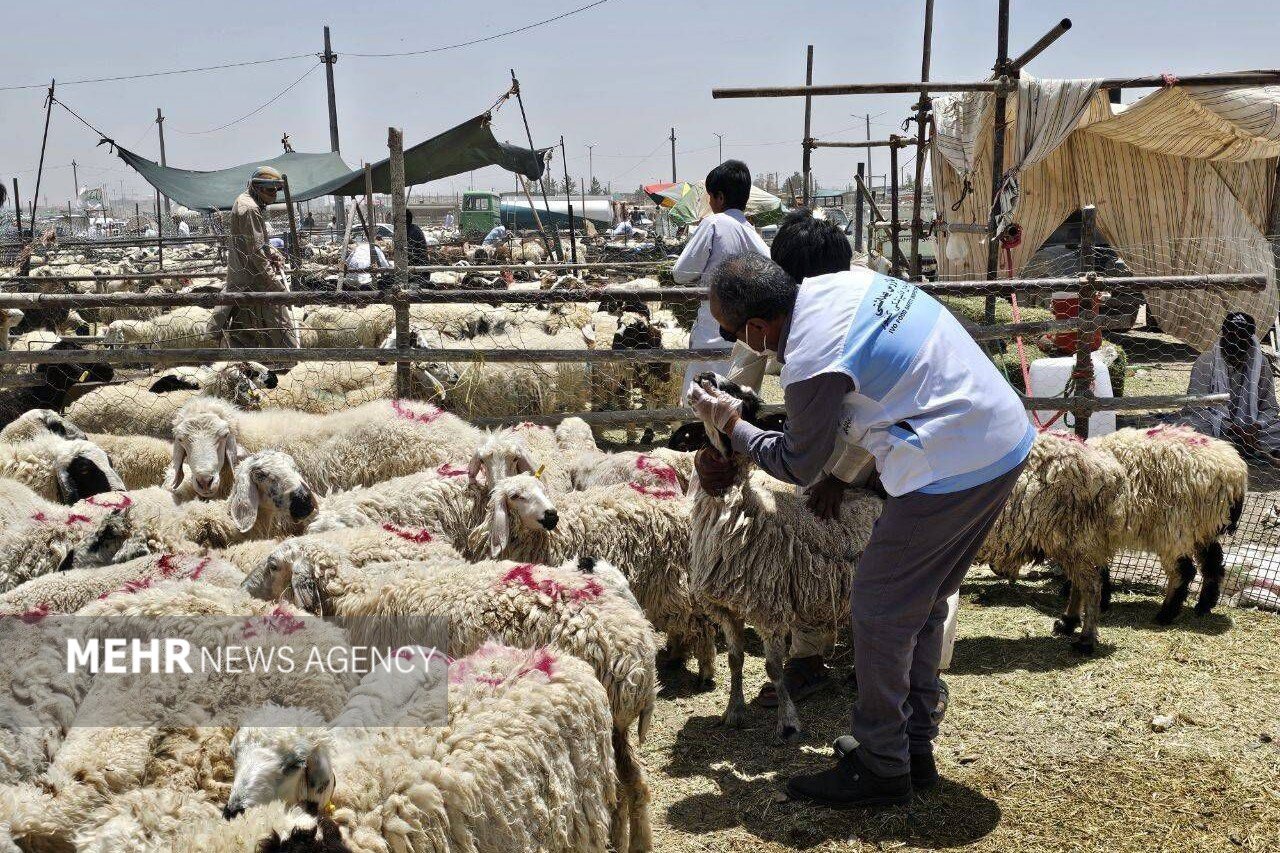 ارائه خدمات رایگان دامپزشکی در مناطق محروم خراسان جنوبی