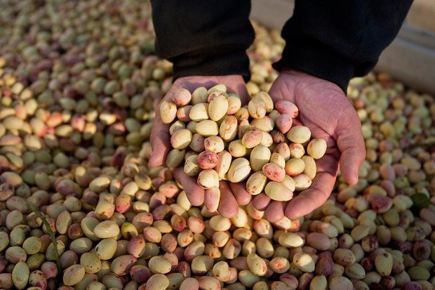 کاهش ۶۰ درصدی تولید پسته در گناباد