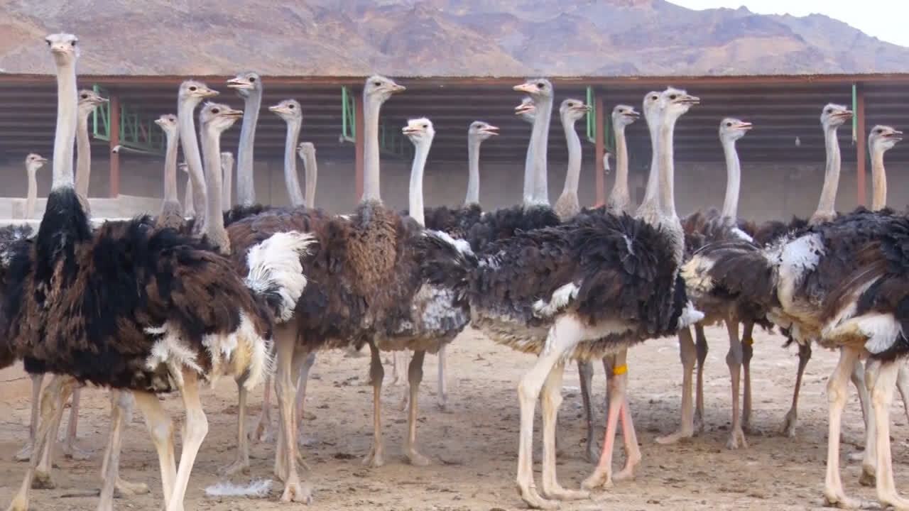 پیام خراسان