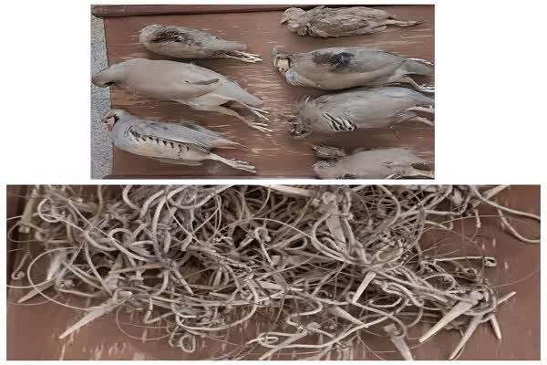 متواری شدن شکارچیان غیرمجاز در باقران؛ لاشه ۷ پرنده کشف شد