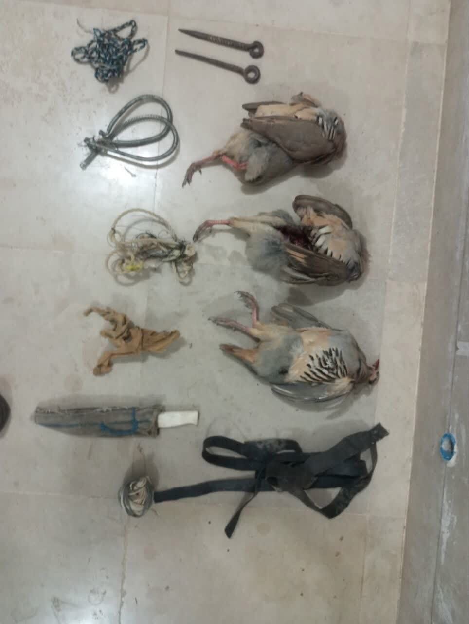 دستگیری دو متخلف شکار غیرمجاز کبک وحشی در گرمه