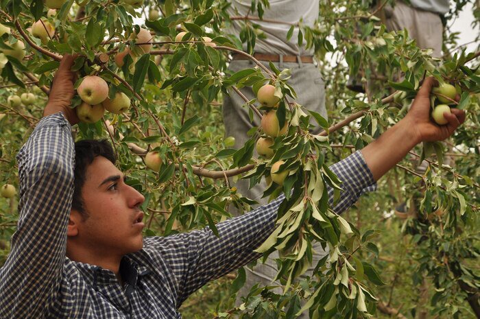جشنواره ملی سیب در شیروان برگزار می‌شود
