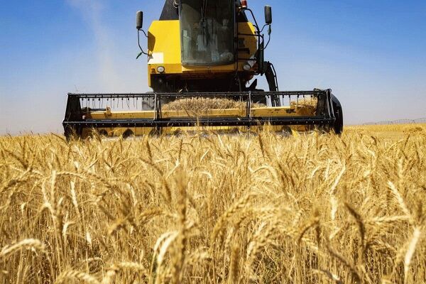 پیشنهاد ۸۵ هزار تومانی شورای قیمت‌گذاری برای گندم سال آینده