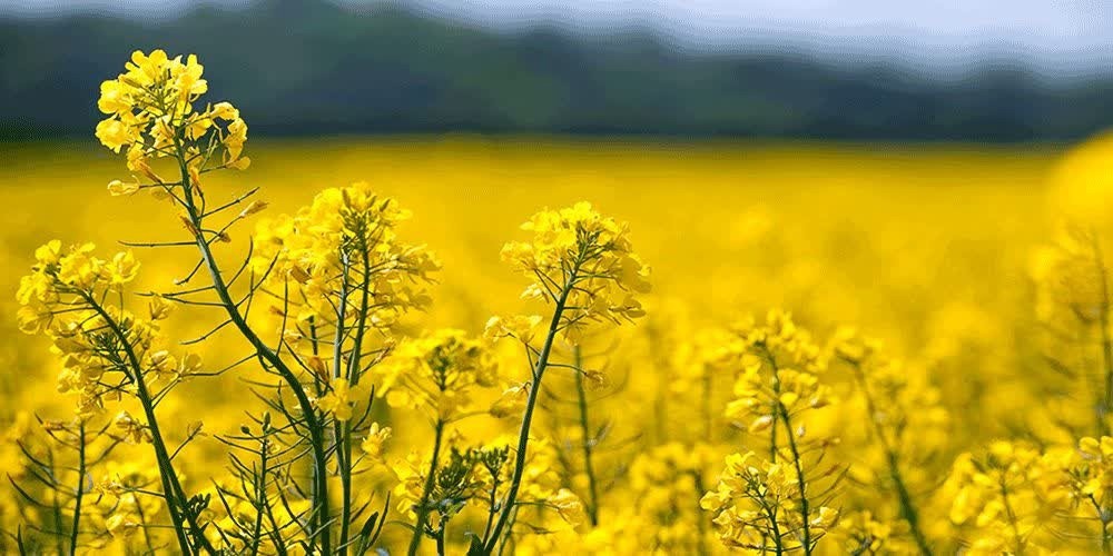 آغاز عملیات کشت کلزا در سملقان خراسان شمالی