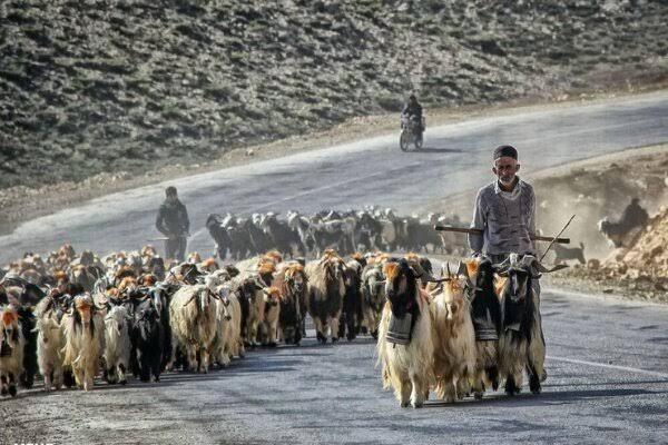 هشدار به عشایر خراسان جنوبی درخصوص شیوع تب برفکی