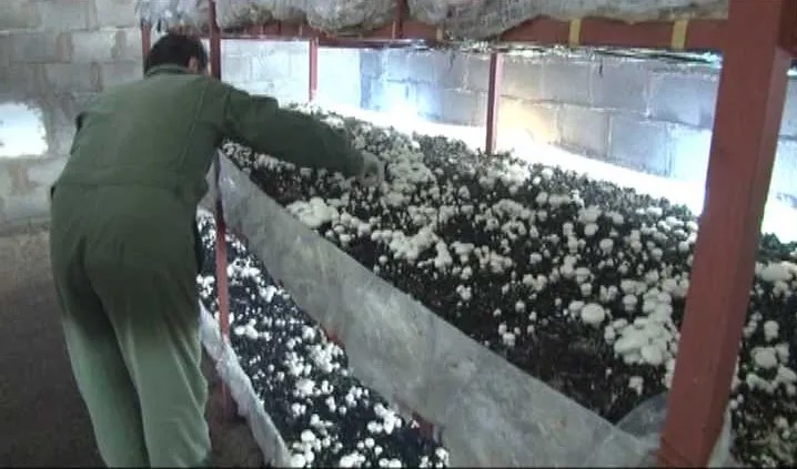 پرداخت ۴۵ میلیارد تومان تسهیلات برای اجرای طرح‌های اشتغالزایی روستایی خراسان جنوبی