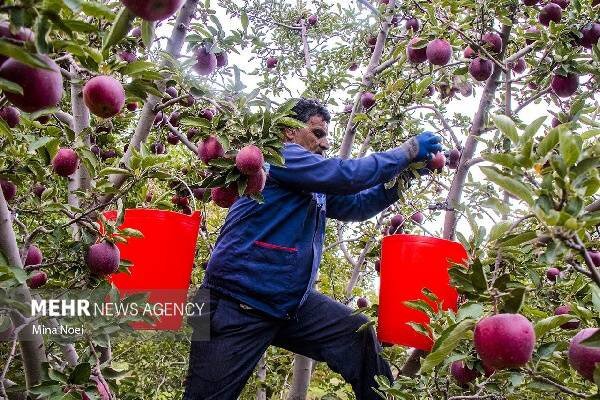 احمدی: سیب شیروان ظرفیت تبدیل‌ به برندی جهانی را دارد