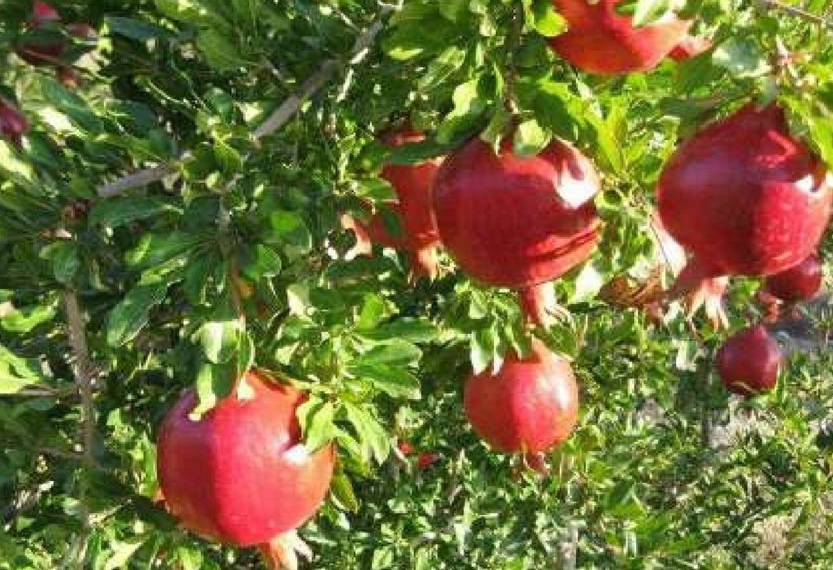 پیام خراسان