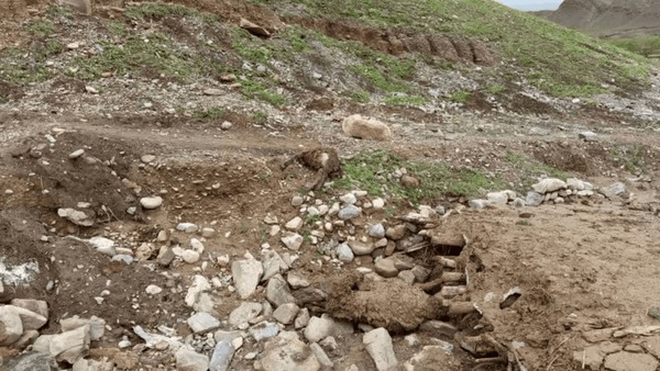 تلف شدن ۱۱۲ رأس گوسفند بر اثر سقوط از کوه در کلات
