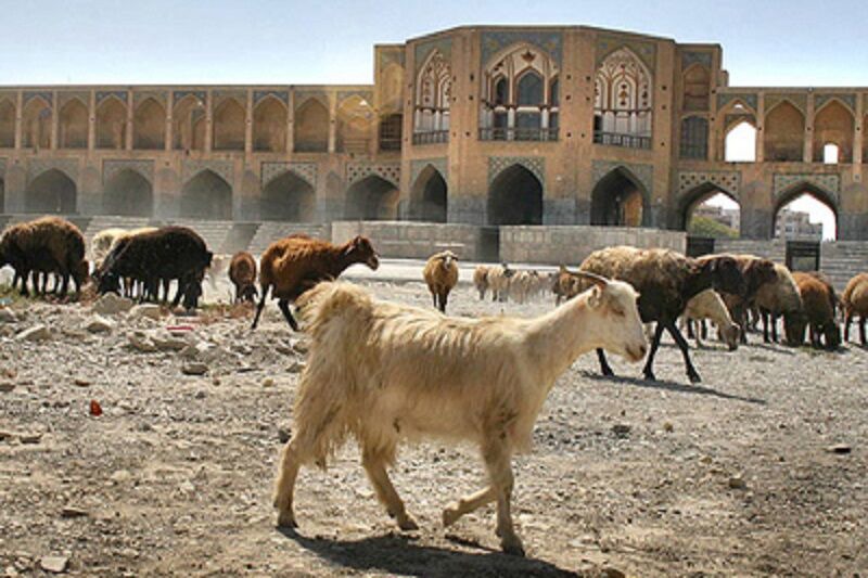 آقای مسوول؛ کدام معیار گردشگری می‌گوید بستر خشک زاینده رود جولانگاه گوسفندان باشد!