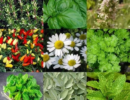 اتمام مرحله سوم طرح پژوهشی تدوین اطلس کاربردی گیاهان دارویی خراسان جنوبی