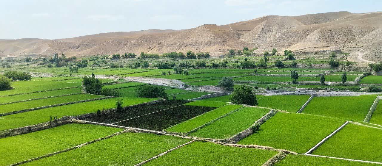 کشت برنج سیاه در کلات تجربه‌ای تازه در شالیزار‌ها