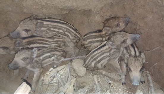 شناسایی باند شکار غیرمجاز گراز حیات وحش در شهرستان پلدختر