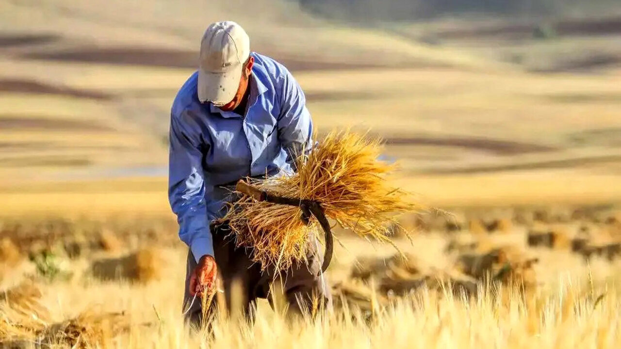 بیمه رایگان گندم و جو در خراسان جنوبی