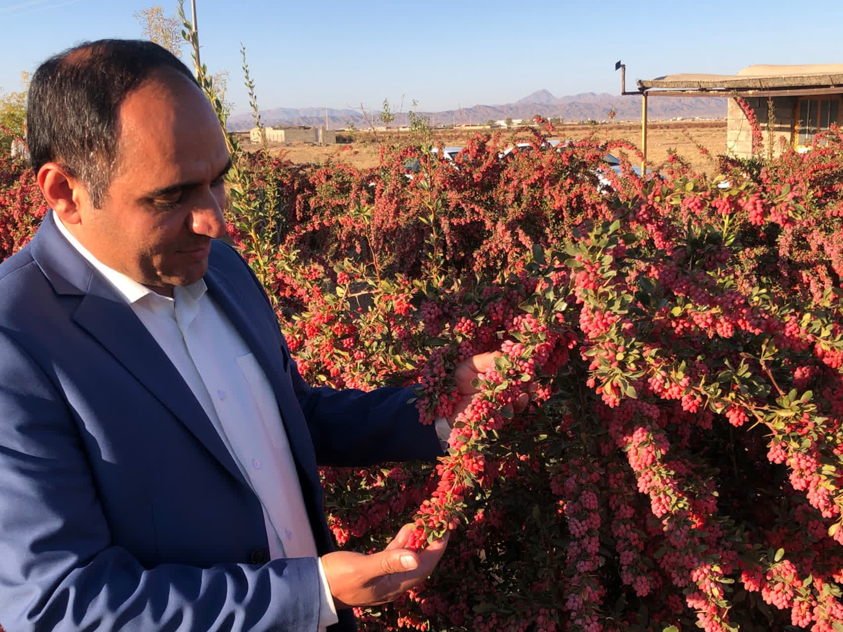 خرید توافقی زرشک در چهار مرکز خراسان جنوبی انجام می‌شود