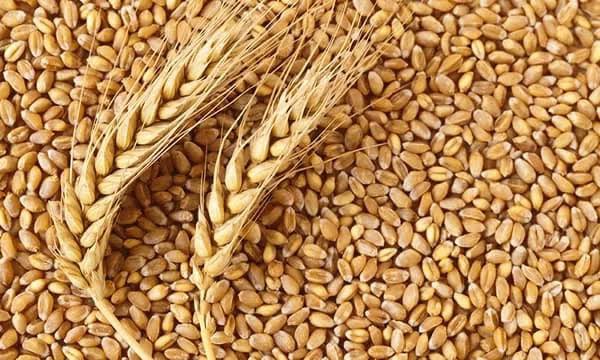 توزیع بیش از هزار و ۷۲۳ تن بذر گندم و ۲۶۶ تن بذر جو در خراسان‌شمالی