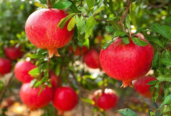 پیش‌بینی برداشت ۶ هزار تن انار از باغ‌های کاشمر