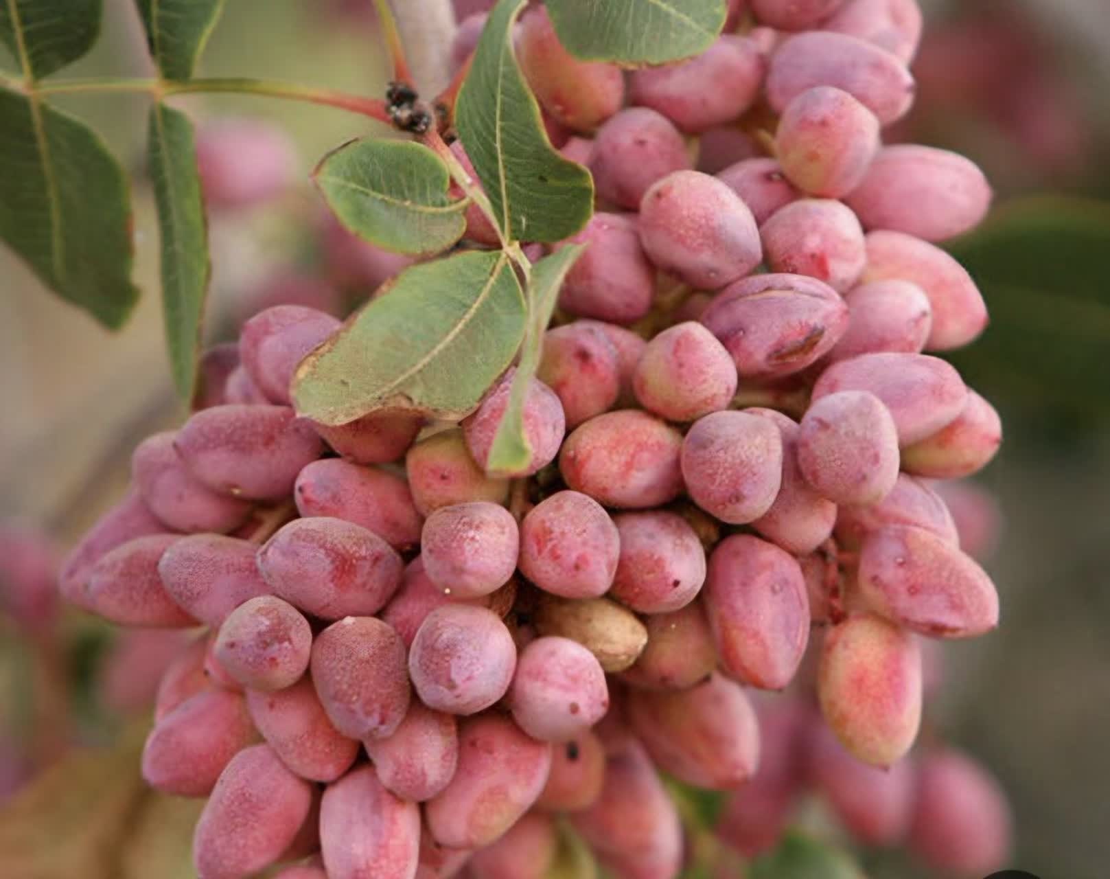 پیام خراسان