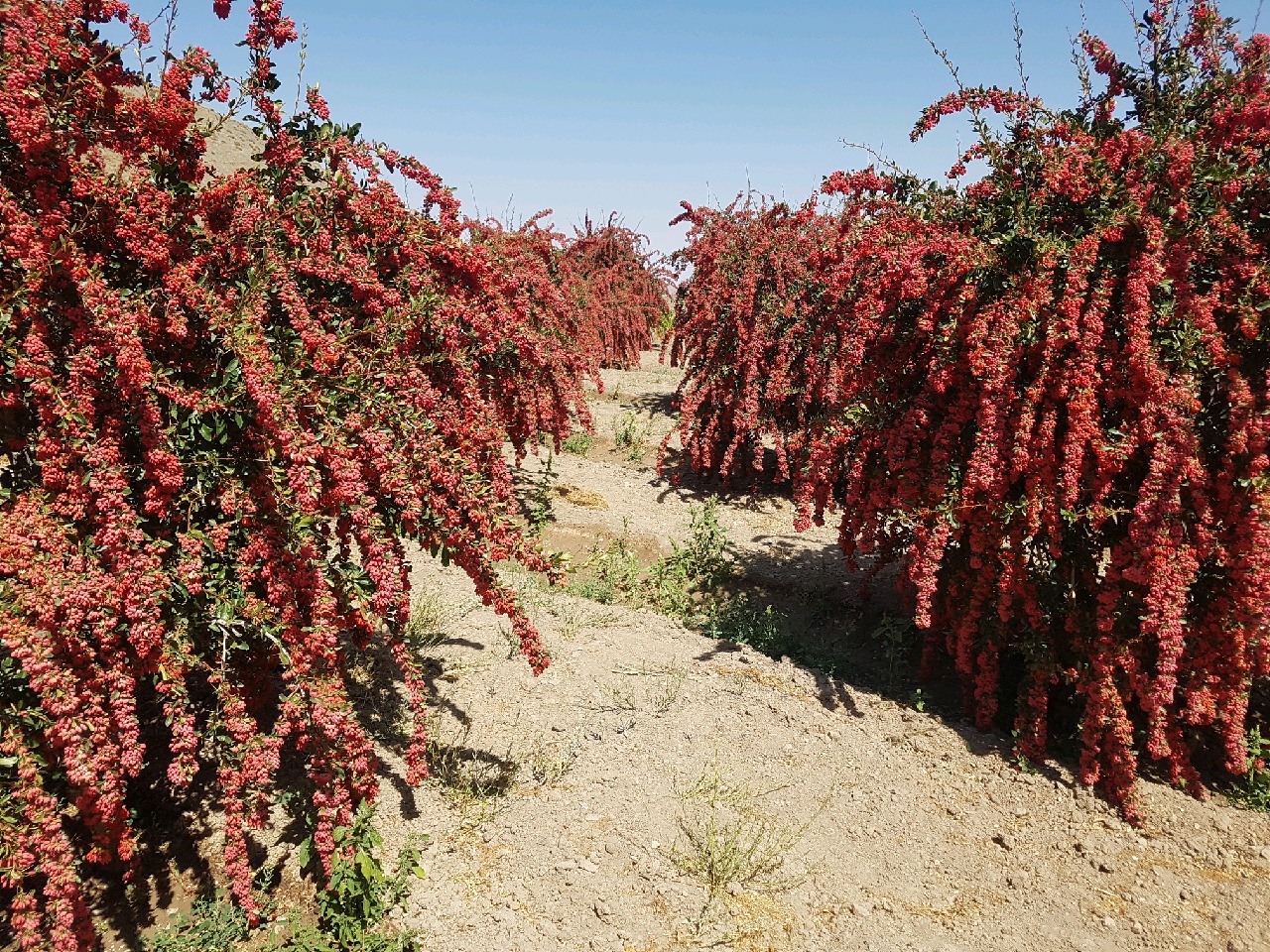 برداشت زرشک  از اراضی بخش سرداران شهرستان نهبندان خراسان جنوبی