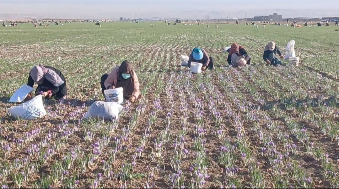 برداشت طلای سرخ در ۲ هزار و ۸۰۰ هکتار از مزارع بخش نصرآباد تربت جام