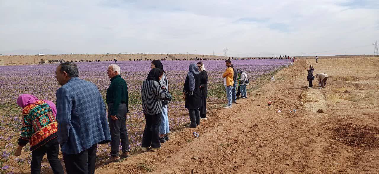 برگزاری تور گردشگری زعفران در زاوه خراسان رضوی