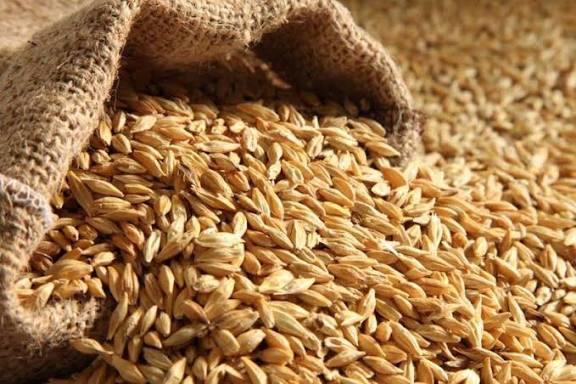 اختصاص ۱۰ هزار و ۲۵۰ هکتار از اراضی کشاورزی خراسان شمالی به کشت گندم دیم