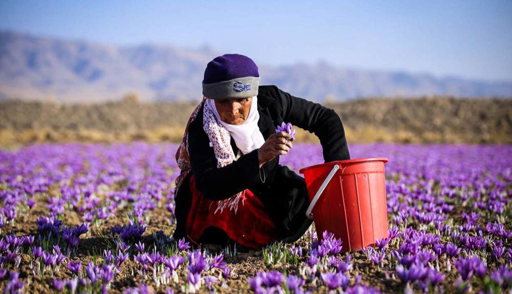 برداشت زعفران از کشتزار‌های باخرز خراسان رضوی آغاز شد