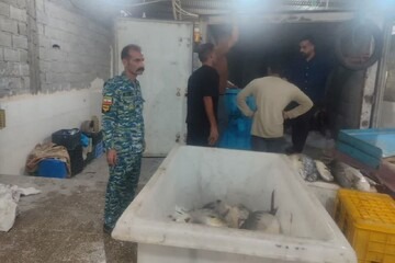 توقیف خودرو و قایق حامل بیش از ۲ تن ماهی در دیر